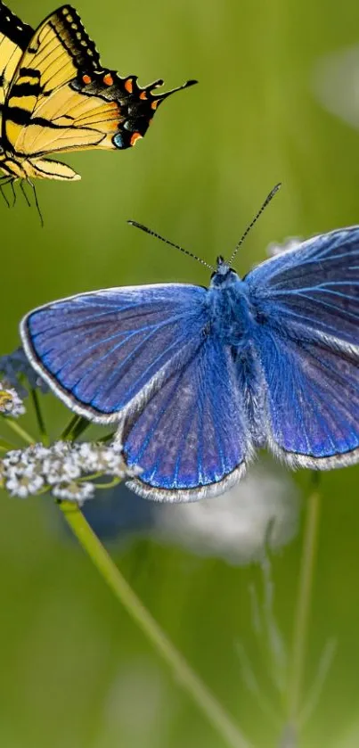 Flower Plant Pollinator Live Wallpaper - free download