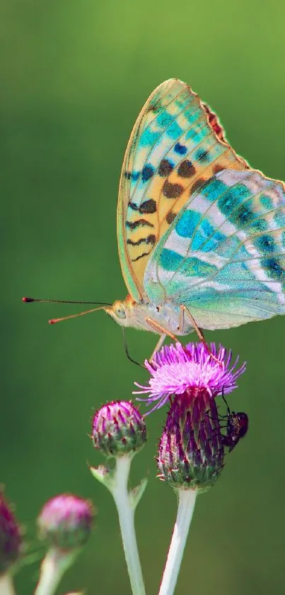 Flower Plant Pollinator Live Wallpaper