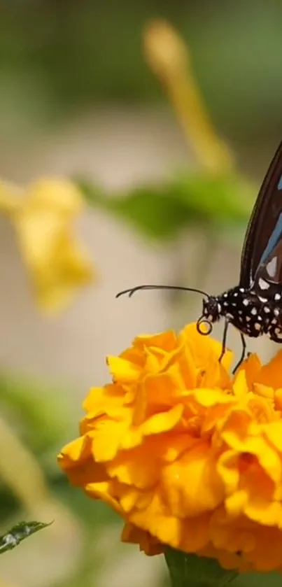 Flower Plant Pollinator Live Wallpaper