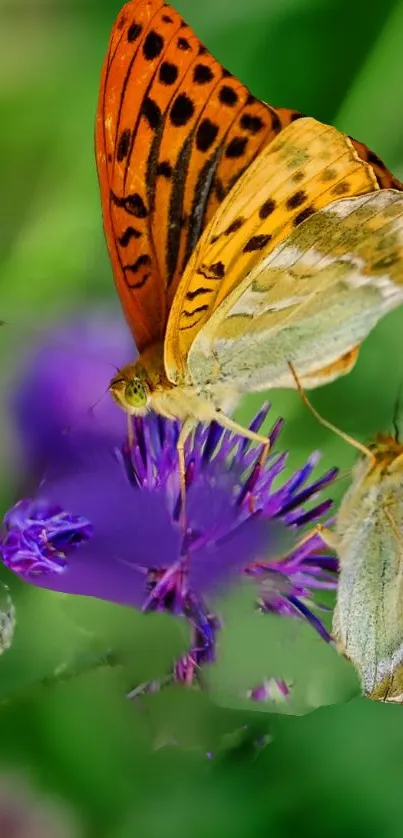 Flower Plant Pollinator Live Wallpaper