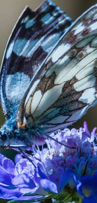 Butterfly Live Wallpaper