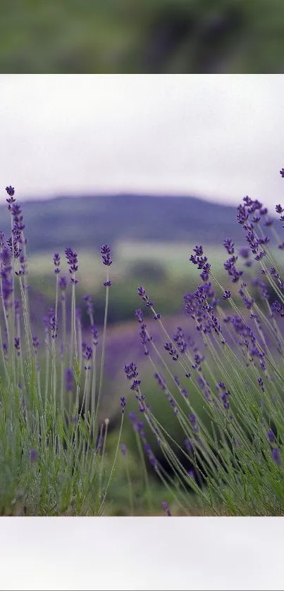 Flower Plant Purple Live Wallpaper