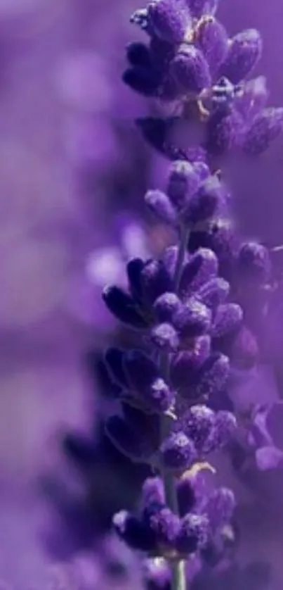 Beauty Live Wallpaper