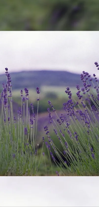 Flower Plant Purple Live Wallpaper