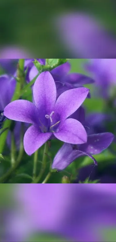 Flower Plant Purple Live Wallpaper