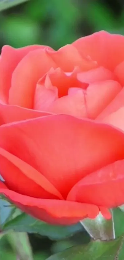 Flower Plant Red Live Wallpaper