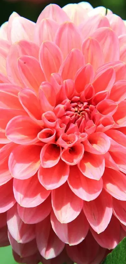 Flower Plant Red Live Wallpaper