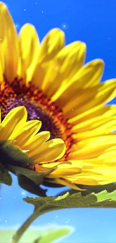 flower Live Wallpaper