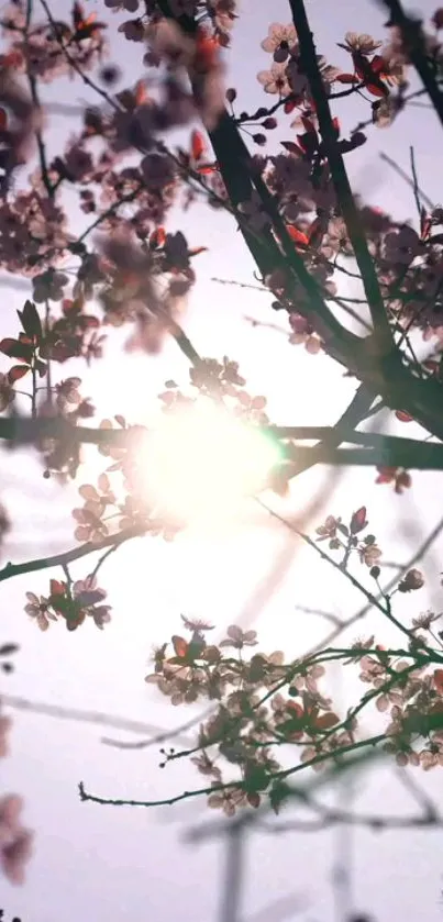 Flower Plant Sky Live Wallpaper