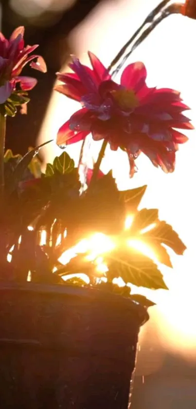Flower Plant Sky Live Wallpaper