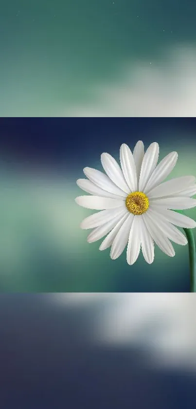 Flower Plant Sky Live Wallpaper