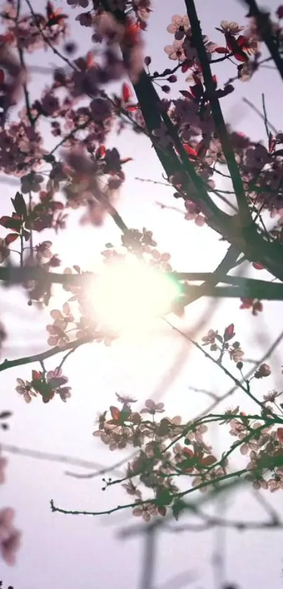 Flower Plant Sky Live Wallpaper