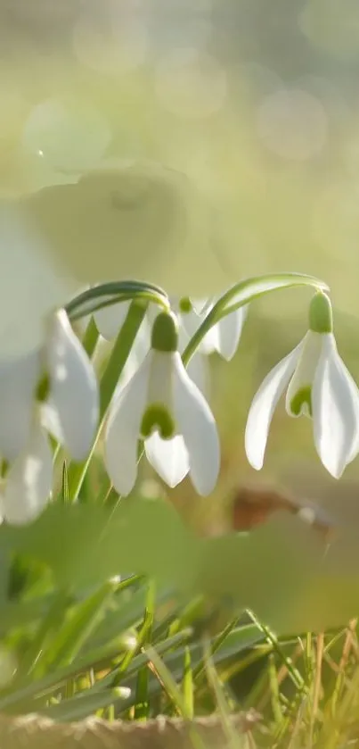 Flower Plant Snowdrop Live Wallpaper