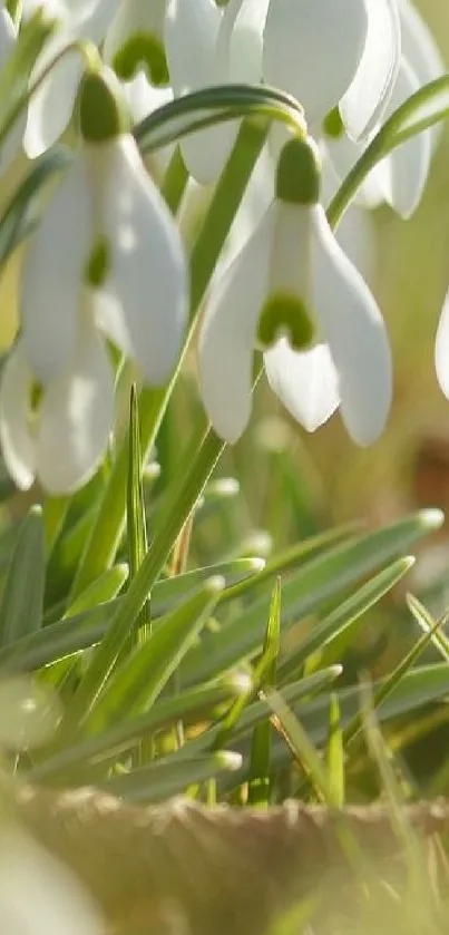 Flower Plant Snowdrop Live Wallpaper