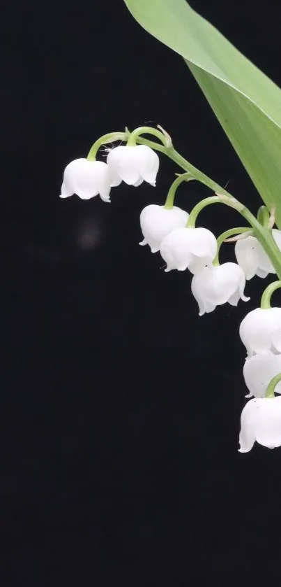 ZAYN  Live Wallpaper