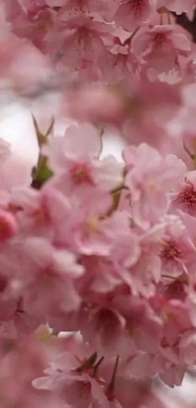 Flower Plant Tree Live Wallpaper