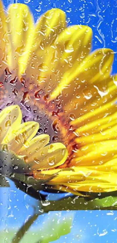 girasol 🌻  Live Wallpaper