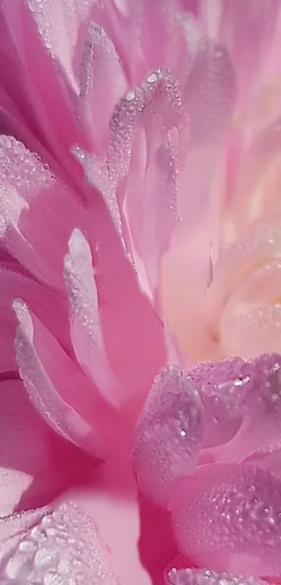 Flower Plant Water Live Wallpaper