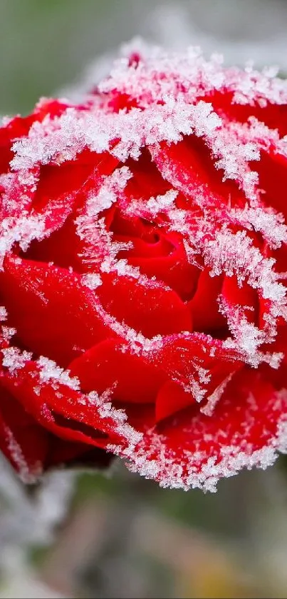 rose Live Wallpaper - free download