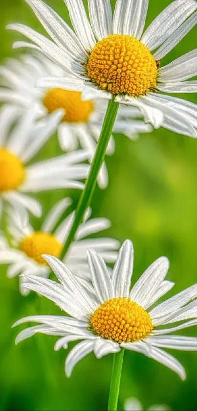 Flower Plant White Live Wallpaper