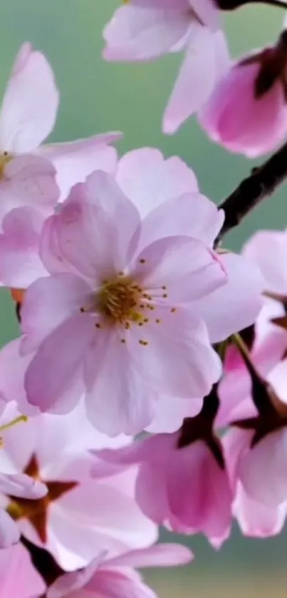 Flower Plant White Live Wallpaper