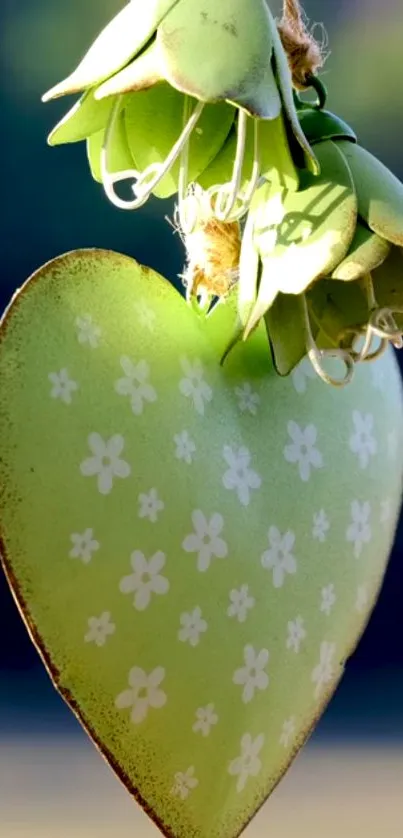 Flower Plant Yellow Live Wallpaper