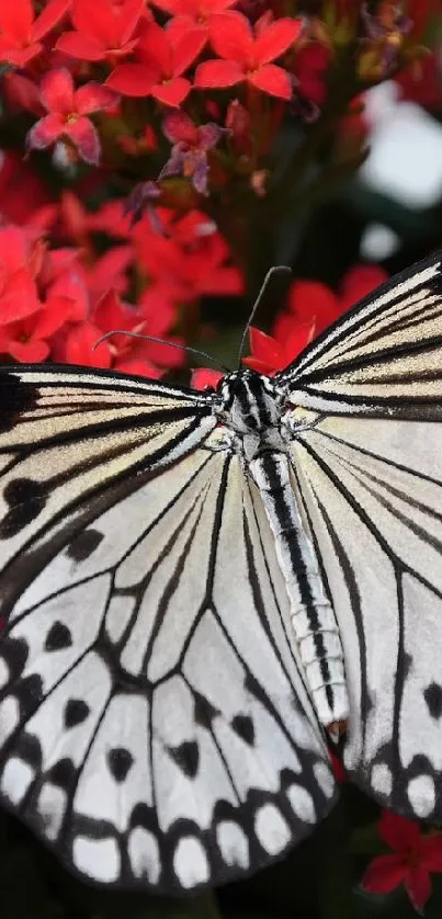 Flower Pollinator Insect Live Wallpaper
