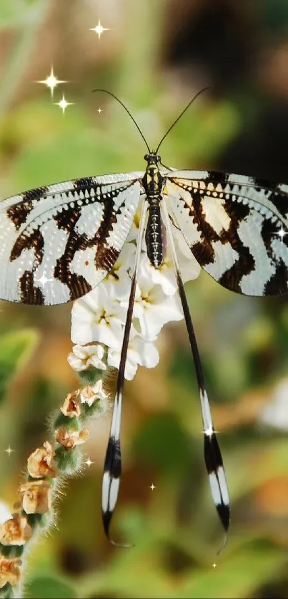Butterfly 1 Live Wallpaper