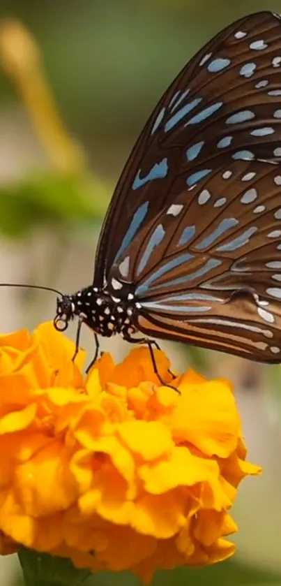 Flower Pollinator Plant Live Wallpaper
