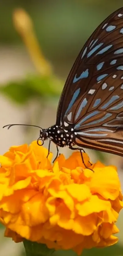 Flower Pollinator Plant Live Wallpaper
