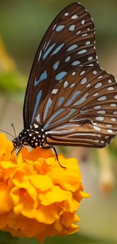 Flower Pollinator Plant Live Wallpaper - free download