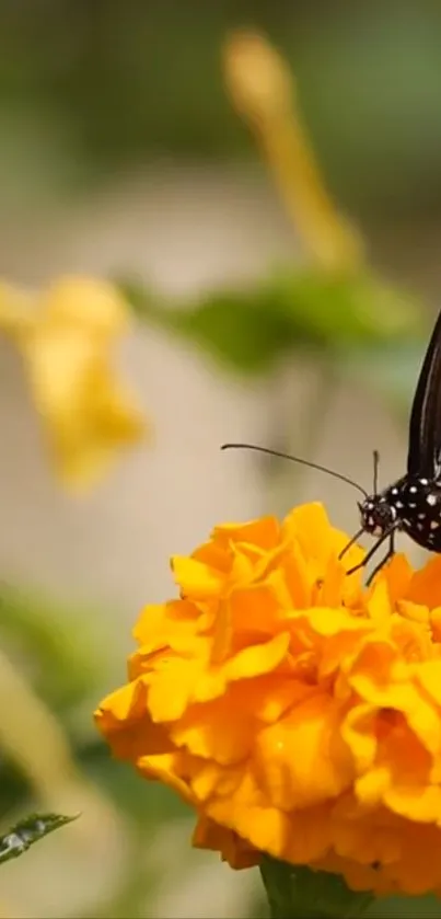 Flower Pollinator Plant Live Wallpaper