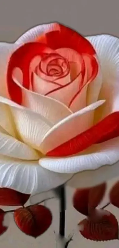 Flower Red Petal Live Wallpaper