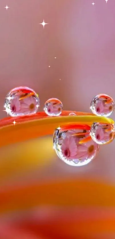 Macro droplets reflecting flowers on colorful mobile wallpaper.