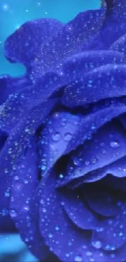 Blue rose Live Wallpaper