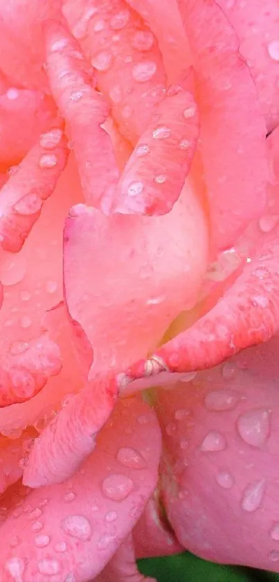 pink petals Live Wallpaper