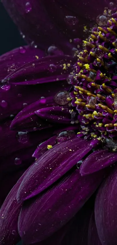 Flower Water Purple Live Wallpaper