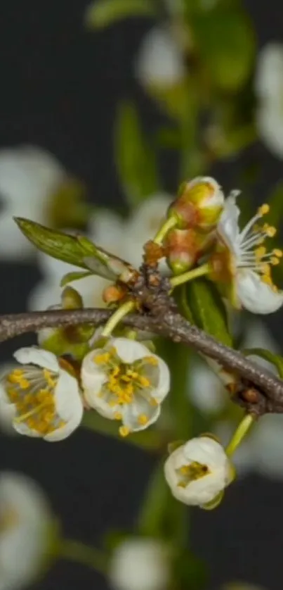 Close-up of a flowering branch with white blossoms and green leaves.