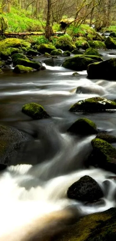 Tranquil creek flowing through a lush forest with mossy rocks.