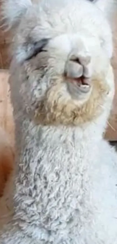 Fluffy white alpaca smiling in a barn, perfect for phones.