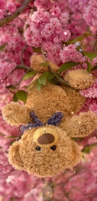 Teddy bear hanging among pink cherry blossoms.