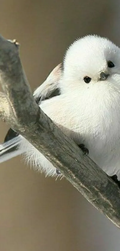 Fluffy white bird perched on a branch in a serene setting.