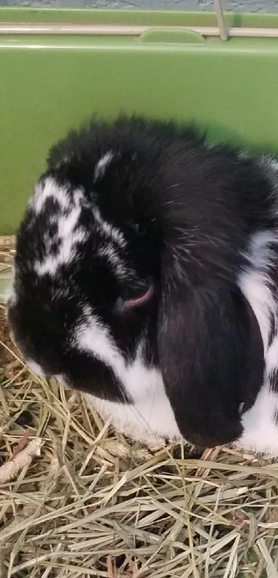 Cute black and white rabbit lounging on green surface.