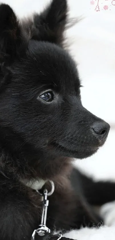 Cute fluffy black puppy on a white background.