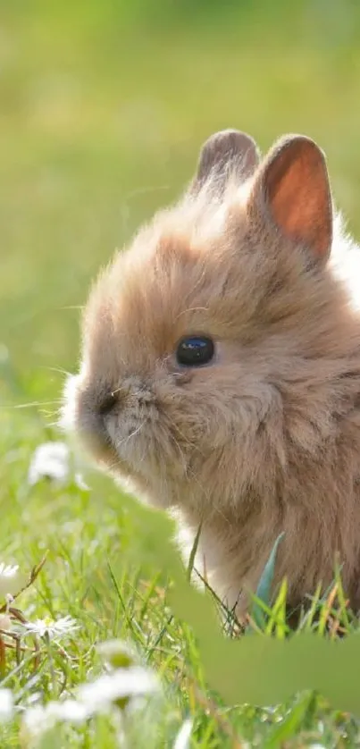 Adorable fluffy bunny in a lush green meadow, perfect phone wallpaper.