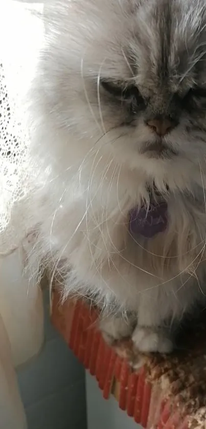 Fluffy Persian cat sitting by a sunlit window with lace curtain.