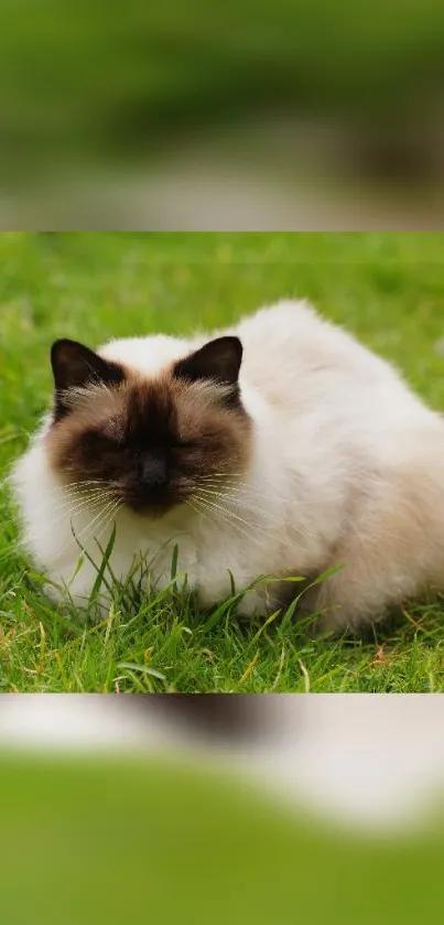 Fluffy cat sitting on lush green grass in a serene garden.