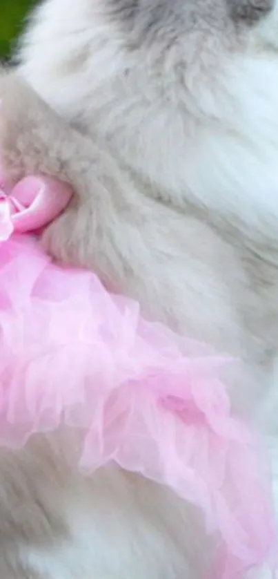 Fluffy white cat wearing a pink tutu on a blurred background.