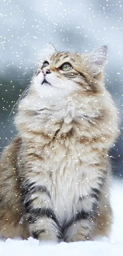 Fluffy cat looks up in a snowy setting, showcasing winter beauty.