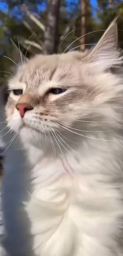 Fluffy cat basking in the sunlight outdoors.